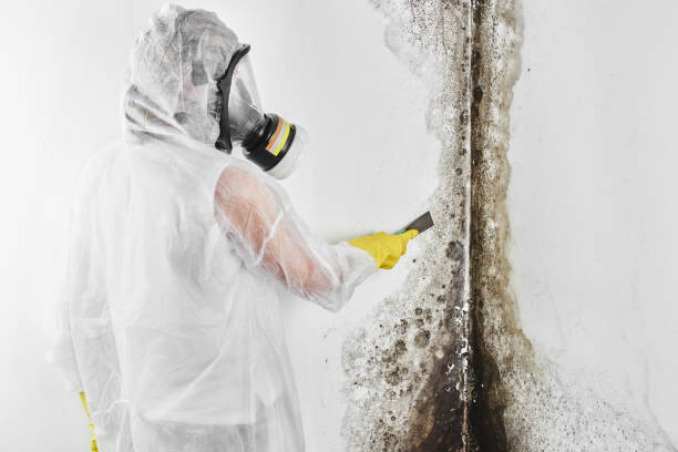 Best Fast Mold Removal  in St Matthews, KY
