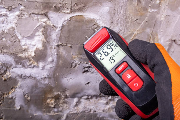 Best Attic Mold Removal  in St Matthews, KY